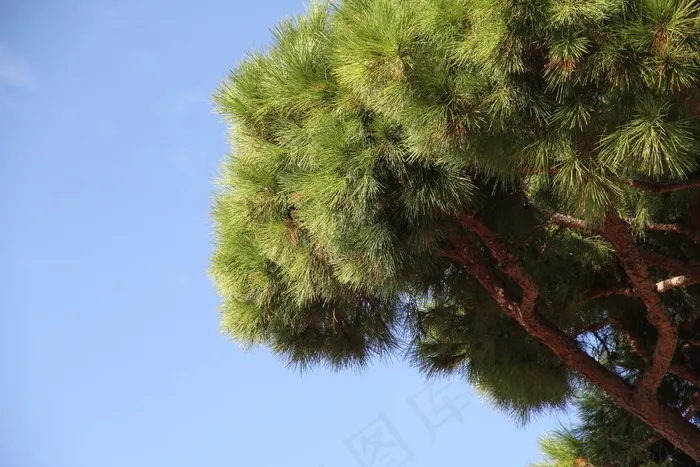 树，植物，绿色，天空，叶子
