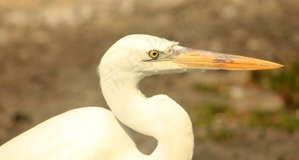 白鹭，鸟飞，飞，翅膀，羽毛，野生动物，鸟嘴，拓荒