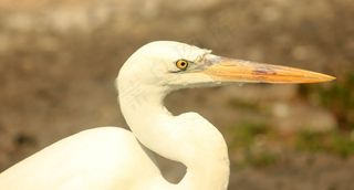 白鹭，鸟飞，飞，翅膀，羽毛，野生动物，鸟嘴，拓荒