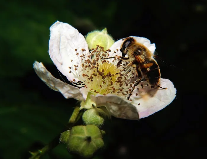 花，开花，白色，蜜蜂，授粉，关闭