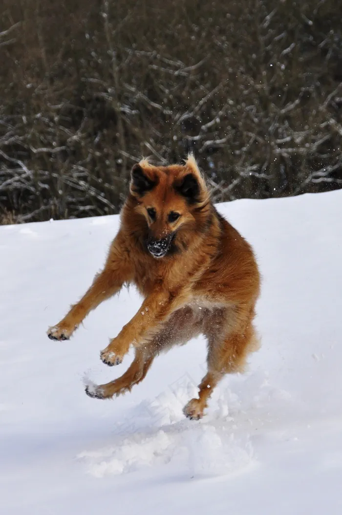 狗，播放，跳跃，冬天，雪，嬉戏，乐趣