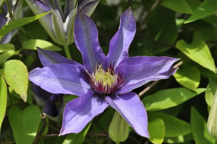 铁线莲，花，开花，盛开，关闭，花园，紫色