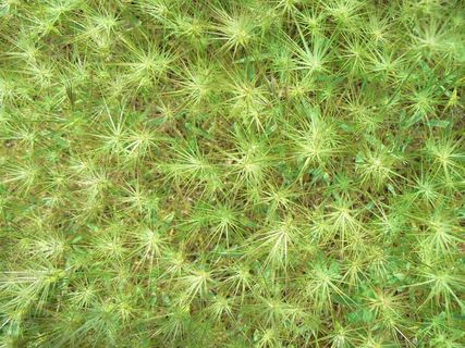 草，星星，绿色，质地