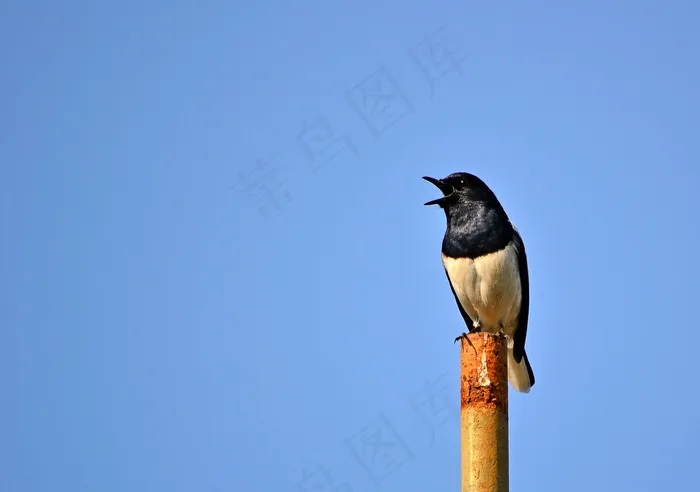 喜Robin罗宾，鸟，唱歌的鸟，野生动物，斯里兰卡