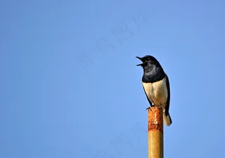 喜Robin罗宾，鸟，唱歌的鸟，野生动物，斯里兰卡