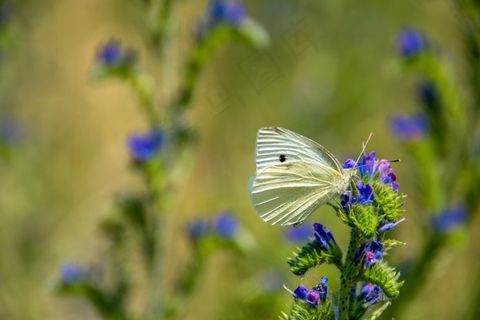 蝴蝶,自然,昆虫,动物,夏天,关闭,翼 蝴蝶,自然,昆虫,动物,夏天,关闭,翼