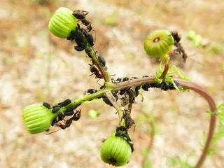 昆虫，植物，绿色，蚂蚁