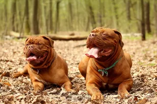 狗，大，Dogue De Bordeaux，Dog De Bordeaux