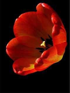 鲜花，宏，性质，红色的郁金香，花园，春天