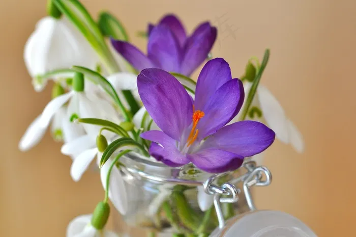 番红花，紫色，紫罗兰色，雪花莲，铃兰