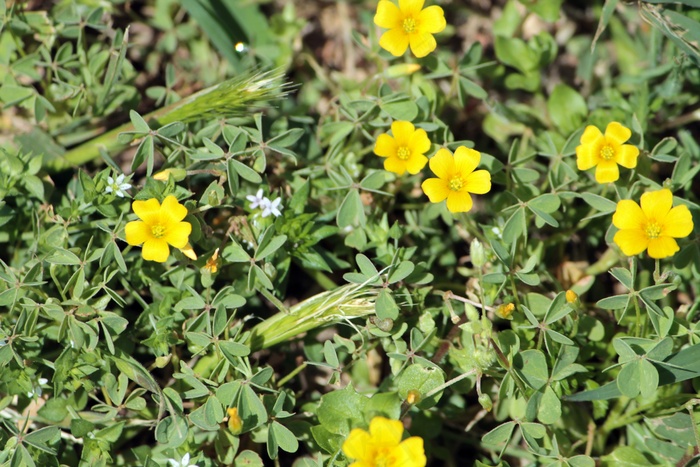 花的，植物，自然，开花，花瓣
