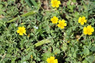 花的，植物，自然，开花，花瓣