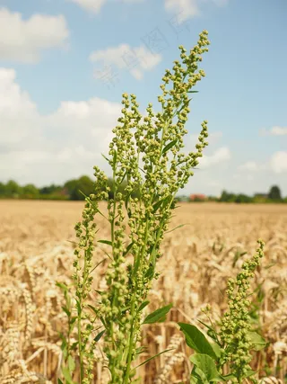 草甸Sauerampfer，栗色，花序，在藤上