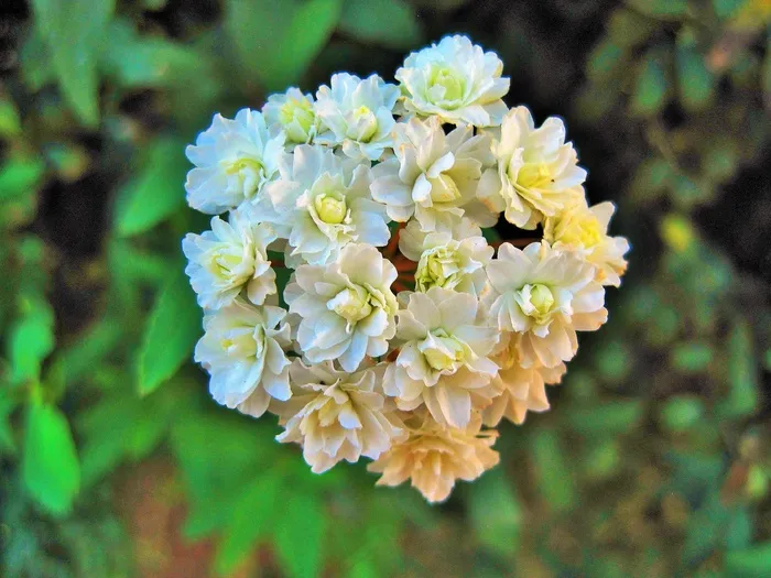 白五月花，花，白，精致，五月花，布什