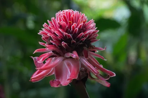 花，热带，中国的玫瑰，异国情调，粉红色