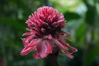 花，热带，中国的玫瑰，异国情调，粉红色