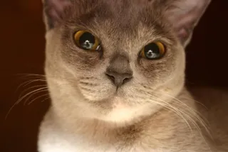 猫，动物，宠物，可爱