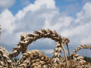 小麦，穗，谷物，粮食，原野，麦田