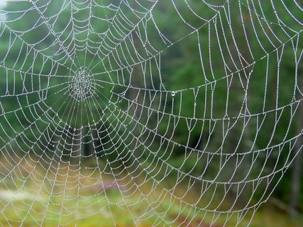蜘蛛网，雨滴，湿，秋季，背景