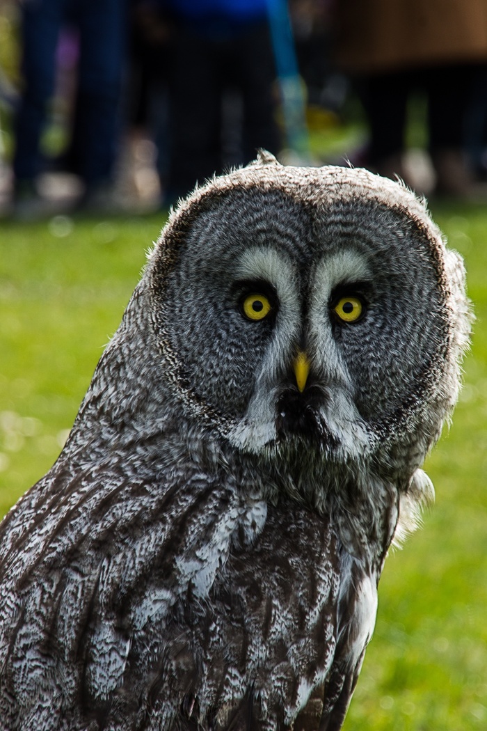 猫头鹰，猫头鹰，欧亚雕Eagle