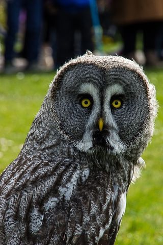 猫头鹰，猫头鹰，欧亚雕Eagle