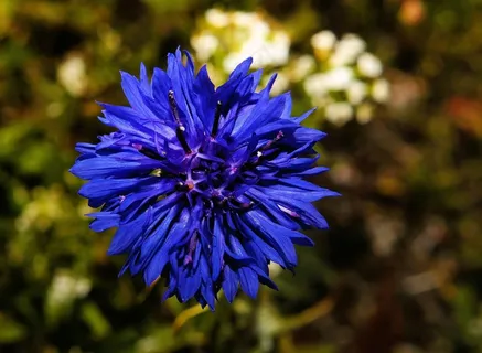 矢车菊,开花,蓝色,花卉园,性质 矢车菊,开花,蓝色,花卉园,性质