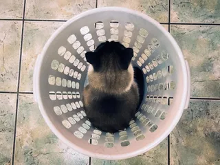 碗,人眼,喷气发动机,手炉,角膜,透视