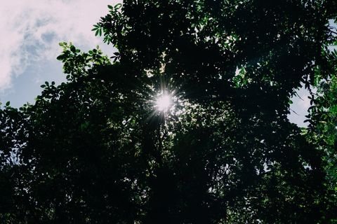 树,生态林,雪树银花,阳光森林,古榕,天篷