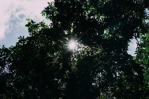 树,生态林,雪树银花,阳光森林,古榕,天篷 树,生态林,雪树银花,阳光森林,古榕,天篷