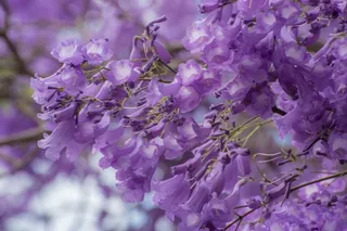 野花，蓝花car，花，花的，植物，自然