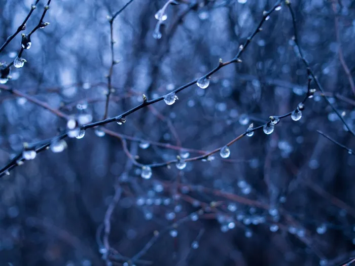 雨滴，湿，树枝，树木，森林，树林，自然