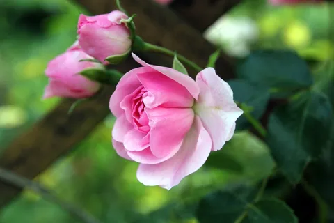 玫瑰,芽,鲜花,三 玫瑰,芽,鲜花,三