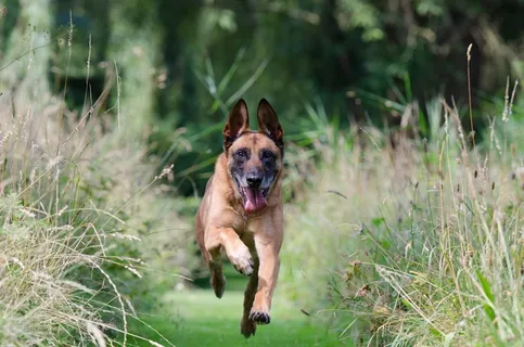 奔跑的狗,运动记录,玛利诺犬 奔跑的狗,运动记录,玛利诺犬