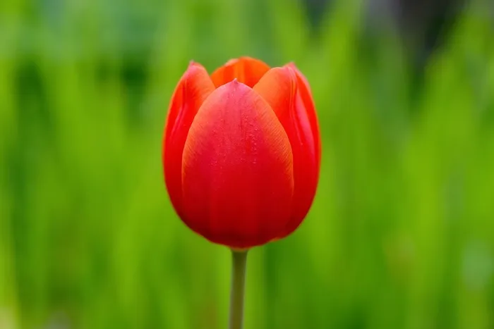 郁金香，花，开花，红色，红色的花