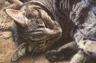 猫，睡眠，睡眠，猫的，动物，驯养