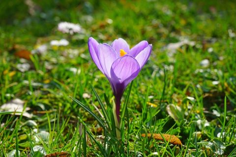番红花，鲜花，植物，春天，Frühlingsblüher，紫