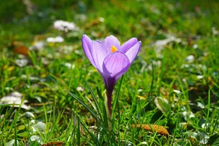 番红花，鲜花，植物，春天，Frühlingsblüher，紫
