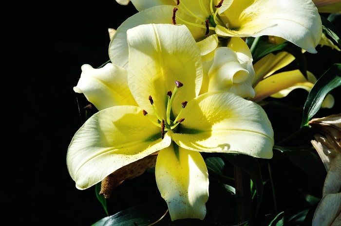 夏天，花，花园，植物，鲜花，盛开，黄色