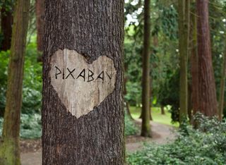 Pixabay上的免费图片，字体，徽标，文本，心，树，绿色，符号