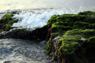 石头，苔，水，波浪，海岸，海岸，岩，绿色