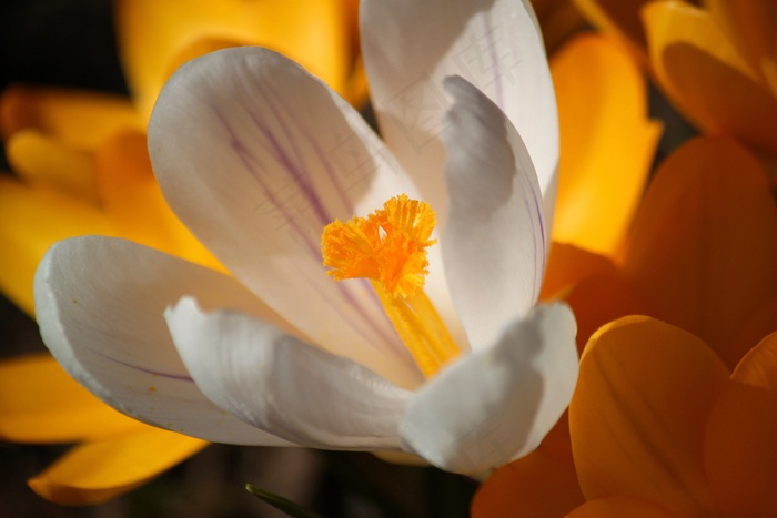 番红花，开花，盛开，鲜花，花，春