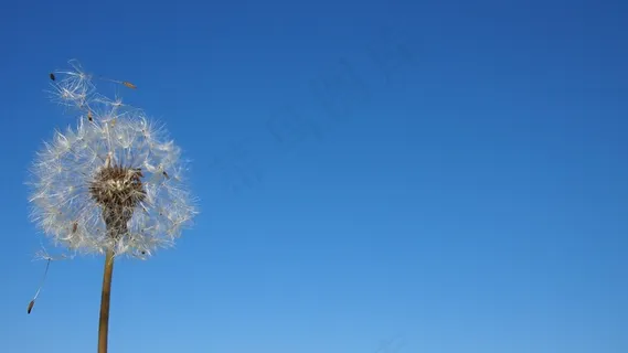 蒲公英，孢子，风，植物，花，蓝天