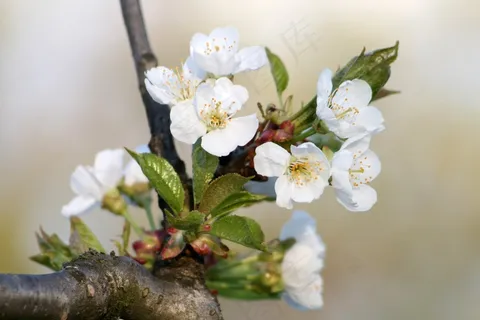植物，布什，性质，花，盛开，白花