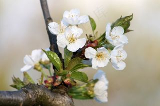 植物，布什，性质，花，盛开，白花