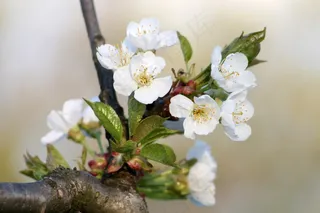 植物，布什，性质，花，盛开，白花