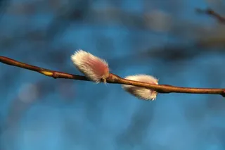 柳，柳科，Himmel，天蓝色，粉红色，柳条，布什