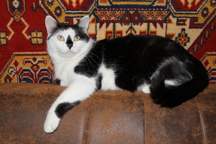 猫，家养，猫科动物，休息，黑色，白色，哺乳动物