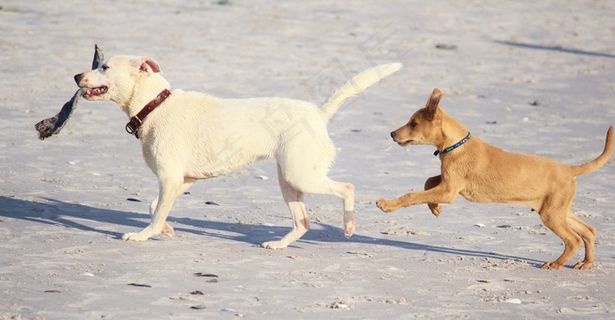 狗，海滩，乐趣，播放，废料，运动，小狗