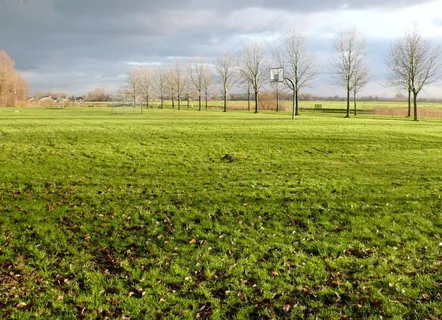 景观，草地，树，太阳，空间，孤独