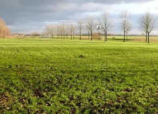 景观，草地，树，太阳，空间，孤独